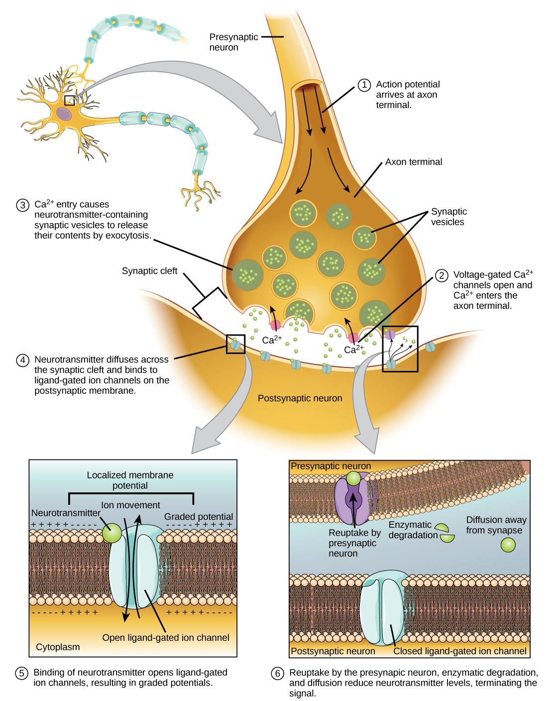 parasympathetic nervous system neurotransmitters